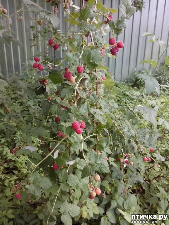 ���� 7: ��� ��� �����, ���� ����...