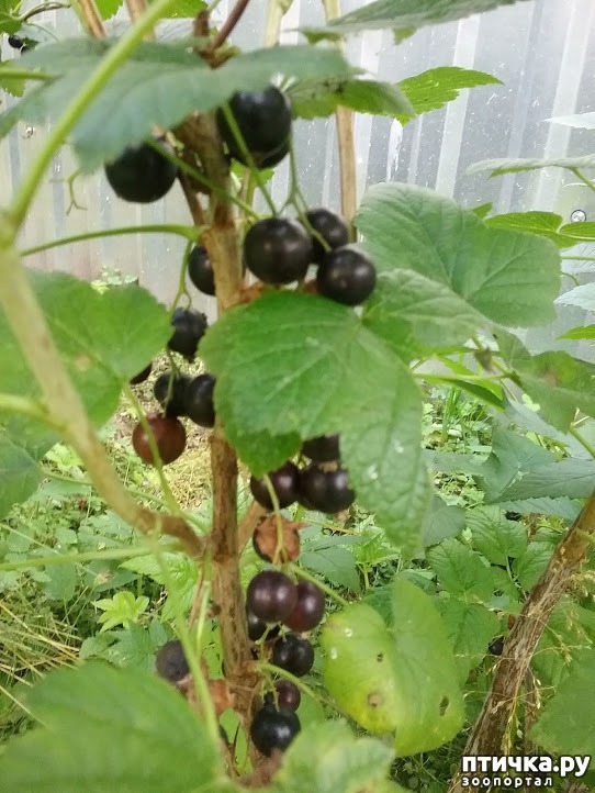 ���� 8: ��� ��� �����, ���� ����...