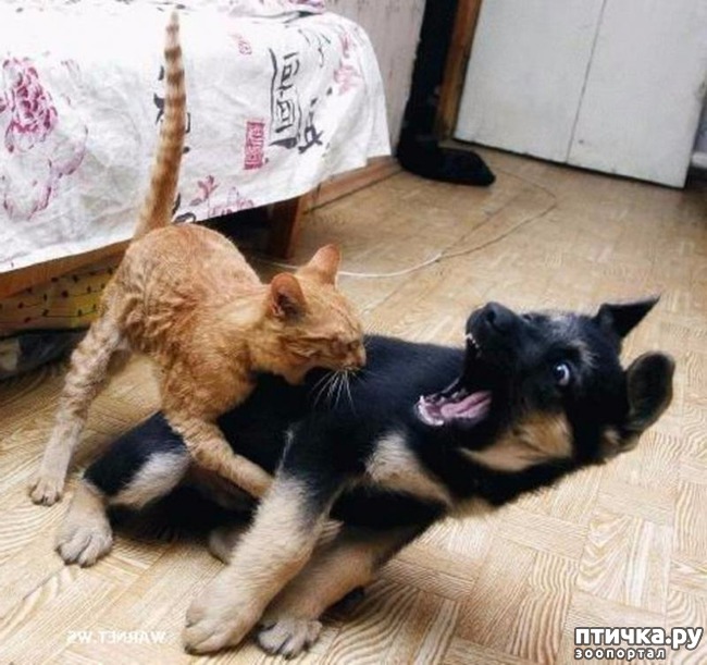 ���� 5: ��� � ��� - ��� ����? ����������� ����