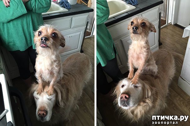 ���� 7: ������ - ����������)))