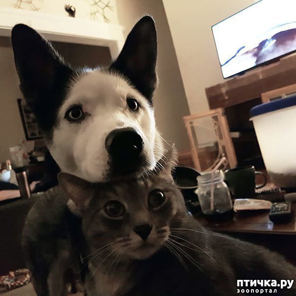 ���� 9: ������ - ����������)))