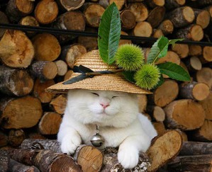 ����: �����������: ��� � ������-3.