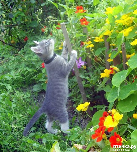 ���� 3: �����������: ��� � ������-3.