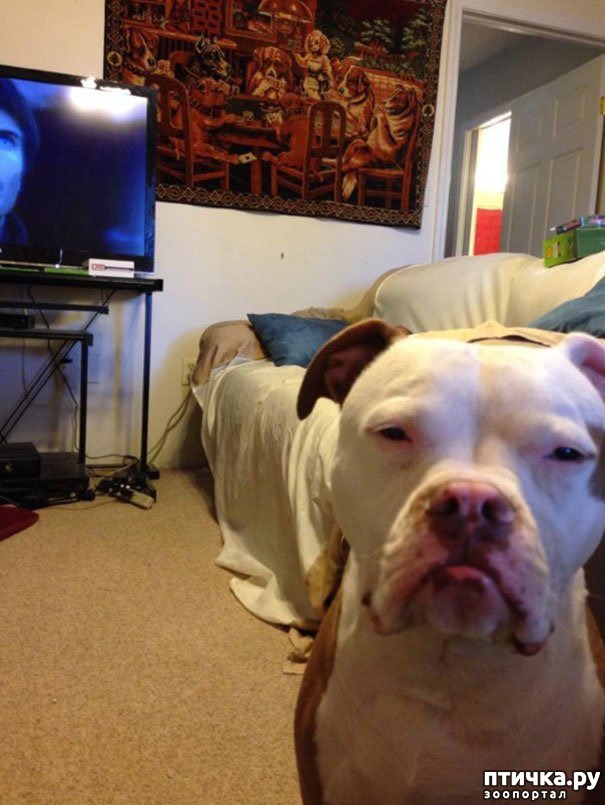 ���� 15: ������ - ����������)))