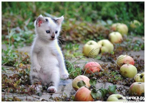 ���� 13: �����������: ��� � ������-3.