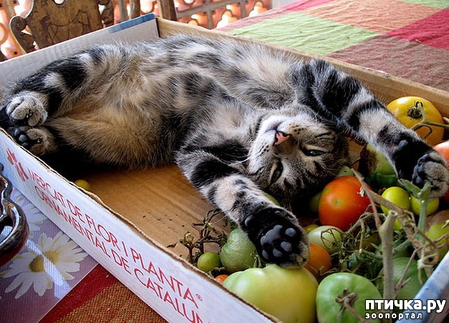 ���� 14: �����������: ��� � ������-3.