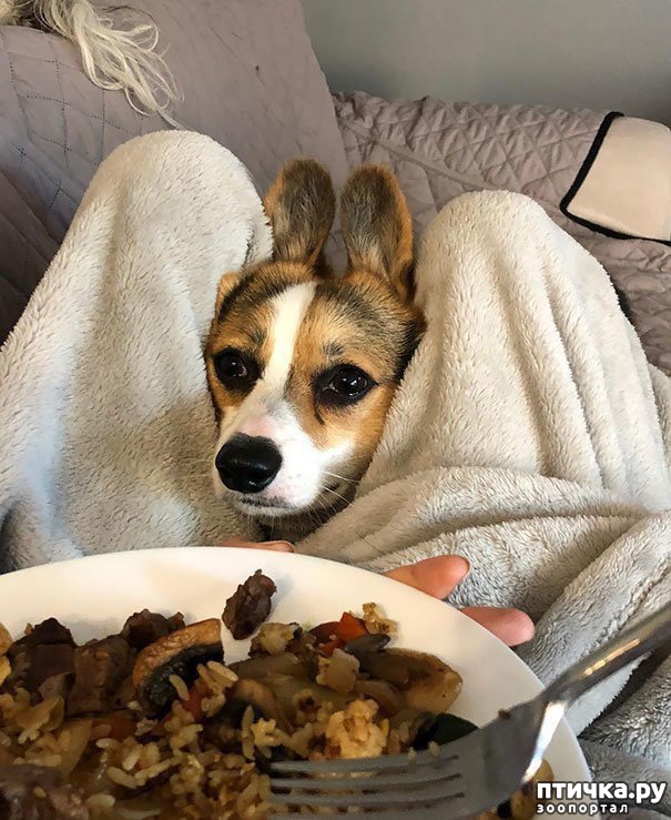 ���� 20: ������ - ����������)))