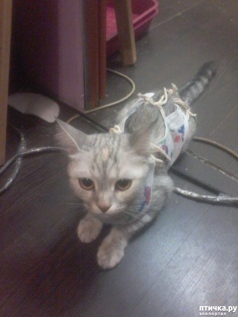 ���� 6: ��� ������.