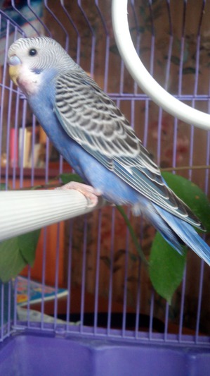 ����: ��� �������