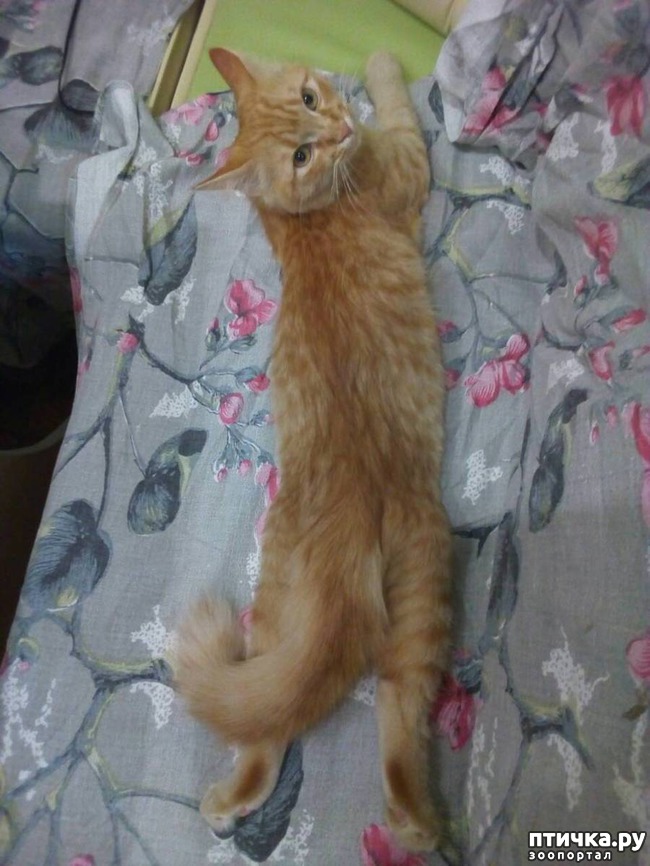 ���� 4: ����� ������, �������� ��������)