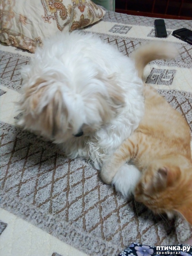 ���� 6: ����� ������, �������� ��������)