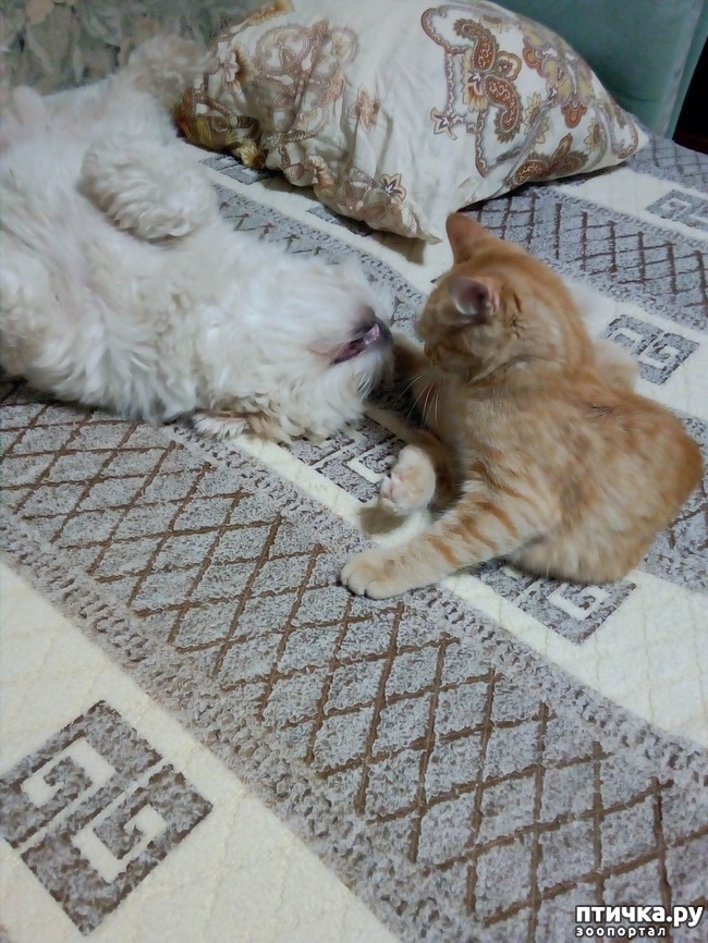 ���� 7: ����� ������, �������� ��������)