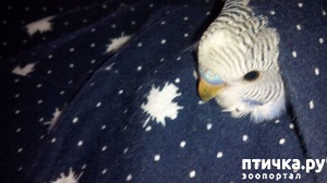 фотография: Волнистый попугайчик: Яша спит фото: Волнистый попугайчик: Яша спит