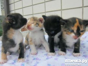 ���� 5: ������ �� ����������� ���� ��� ������ �����?