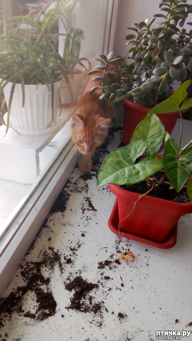 ���� 1: ����� ������, �������� ��������)