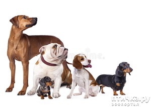 фотография: Уход за короткой шерстью. Так ли все просто. фото: Уход за короткой шерстью. Так ли все просто.