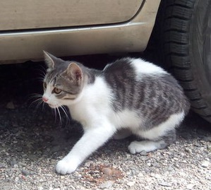 фотография: Новости про котика-подросточка фото: Новости про котика-подросточка