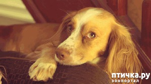 ����: ��� ���������