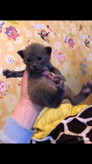 ����: ���� ������������!