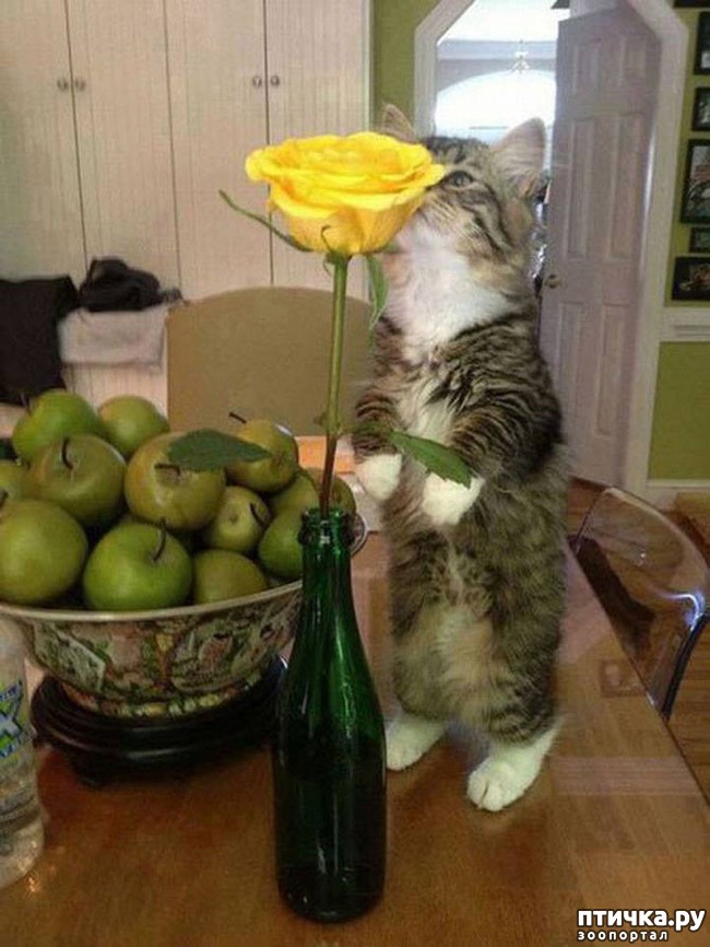 ���� 3: �����������: ����� � ��������.