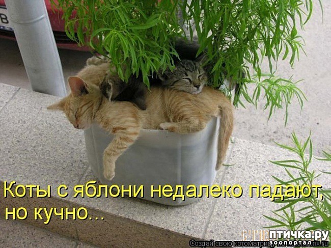 ���� 4: �����������: ����� � ��������.