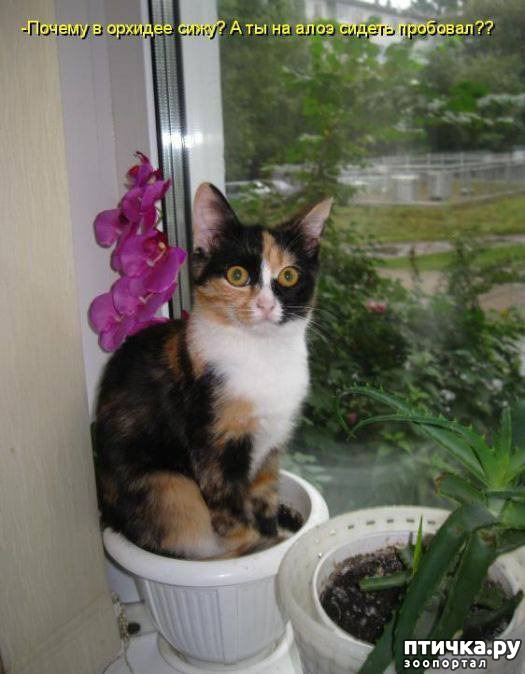 ���� 9: �����������: ����� � ��������.