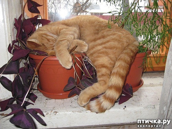 ���� 13: �����������: ����� � ��������.