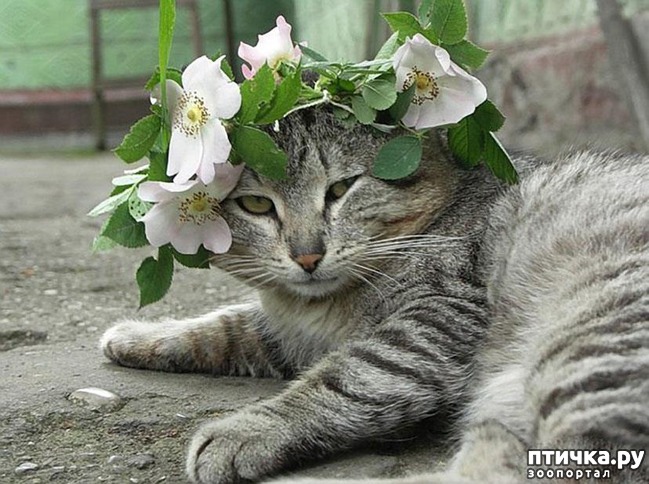 ���� 18: �����������: ����� � ��������.