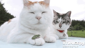 ����: � �������)))