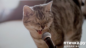 ����: ����� ����� - ��� ������ (�. �����)