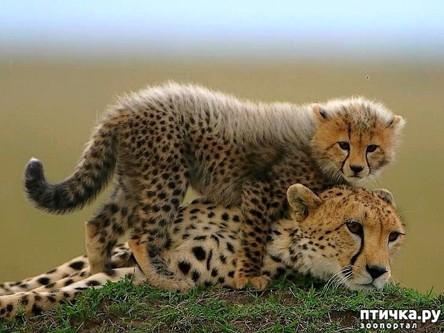 ���� 6: ������� � ����� ����� ��������