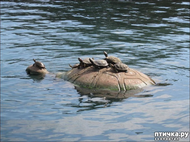 ���� 15: ������� � ����� ����� ��������