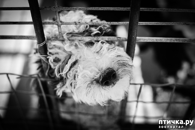 фото 3: Клетка для собаки: плюсы и минусы.