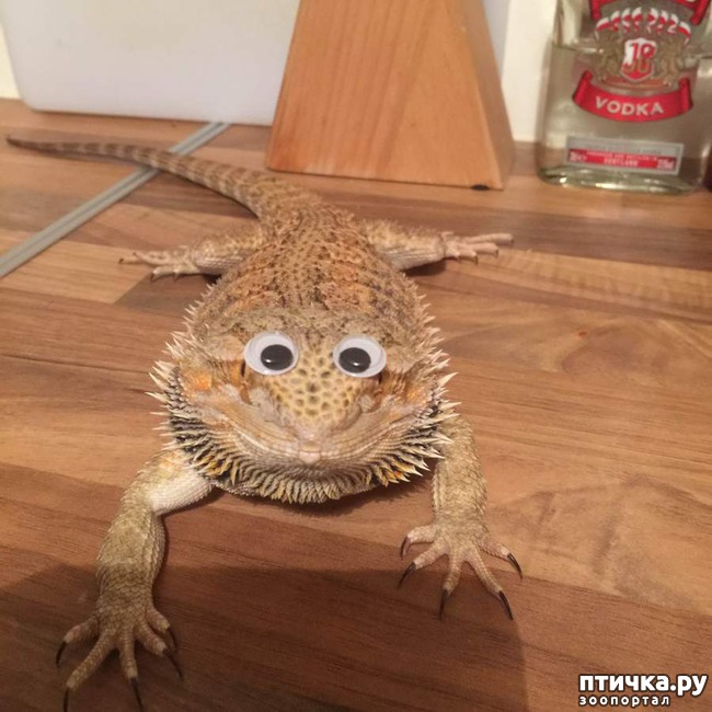 ���� 19: �����! �� ������� �� �������!)))