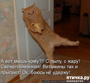 ����: �����������