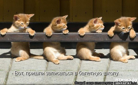 ���� 4: �����������