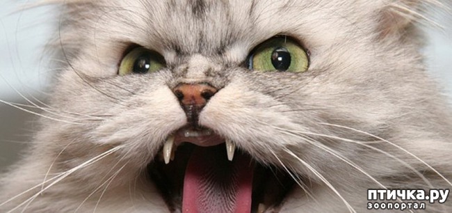 ���� 5: �������, �� ������� ����� ����� � ��������� �� ��������