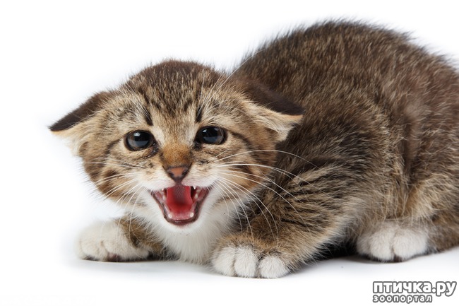 ���� 8: �������, �� ������� ����� ����� � ��������� �� ��������