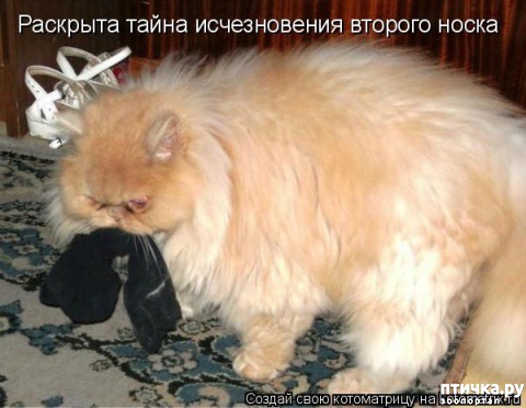 ���� 5: �����������