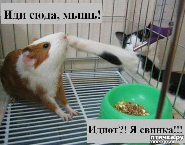 ���� 5: ����������� 2. ����������� � ��������