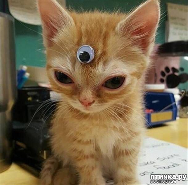 ���� 7: ����������� 2. ����������� � ��������