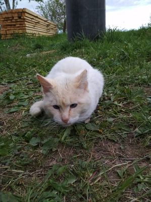 фотография: Кажется, новый житель нашего дома. фото: Кажется, новый житель нашего дома.