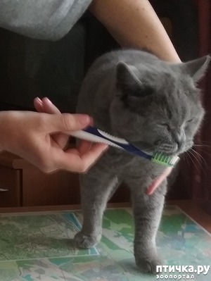 фотография: Чистка зубов кошкам. Больной вопрос фото: Чистка зубов кошкам. Больной вопрос