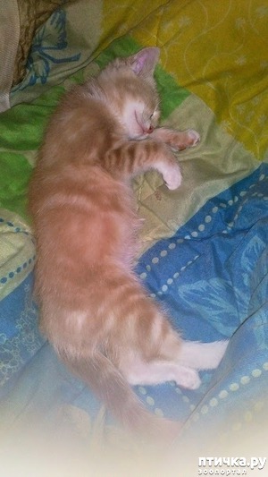 ����: ������ ����