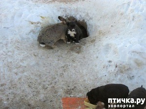 фотография: КРОЛИК СПАС НОВОРОЖДЕННЫХ ЩЕНКОВ ОТ ГИБЕЛИ фото: КРОЛИК СПАС НОВОРОЖДЕННЫХ ЩЕНКОВ ОТ ГИБЕЛИ