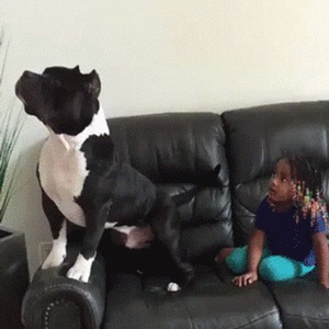 фотография: Пес смотрит мультик фото: Пес смотрит мультик