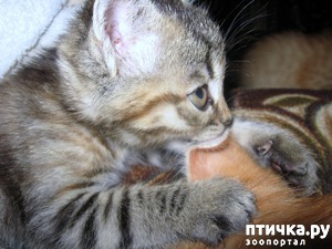 фотография: Добавлю мимишности)) фото: Добавлю мимишности))
