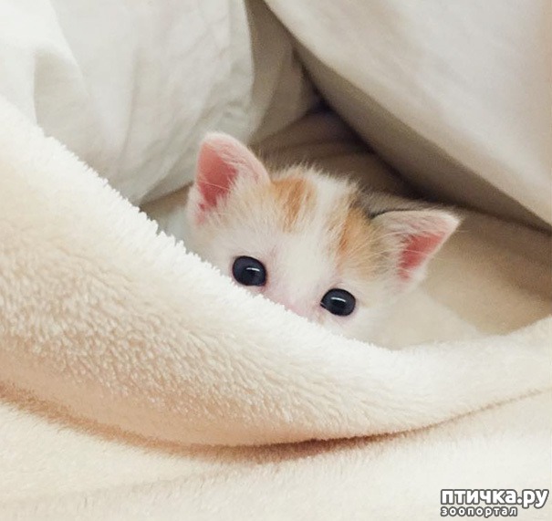 ���� 4: ���� ������. ��������������: ���� ���� ��������� ���������� ���������.