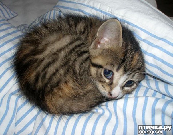 ���� 8: ���� ������. ��������������: ���� ���� ��������� ���������� ���������.