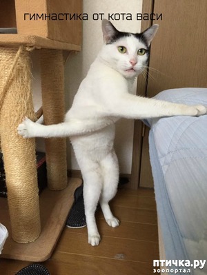фотография: Котоматрица 4 коты гимнасты вместо котоматрицы фото: Котоматрица 4 коты гимнасты вместо котоматрицы
